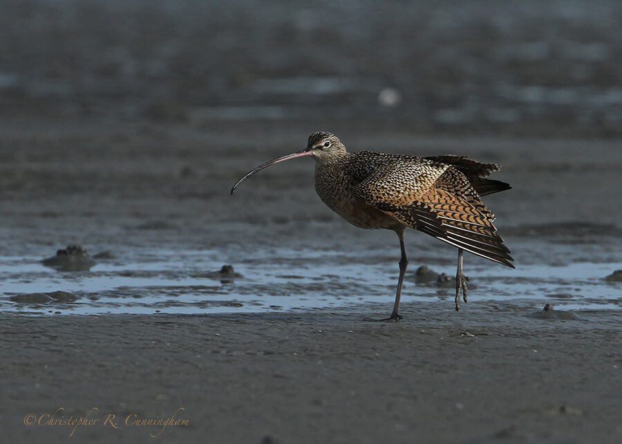 Long-billed Curlew, Indian Point Beach, Corpus Christi, Texas