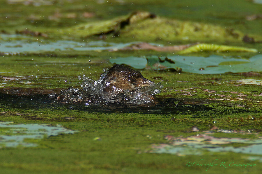 Bathing Pied-billed Grebe, Elm Lake, BBSP