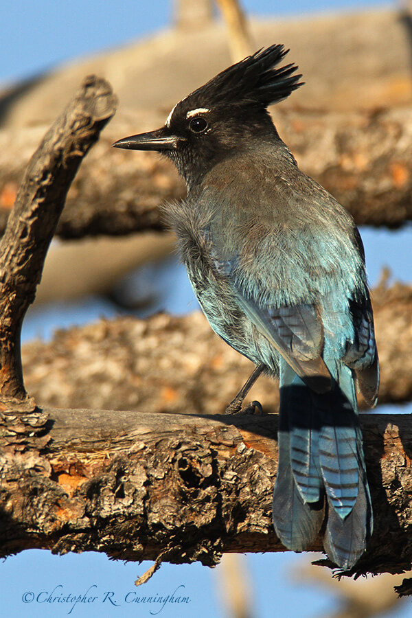 Stellar's Jay, Beaver Meadows, Rocky Mountain National Park, Colorado.