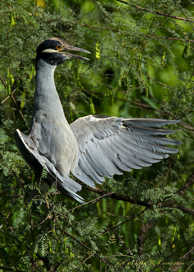 Sunning Yellow-crowned Night-Heron, Elm Lake, Brazos Bend State Paark, Texas