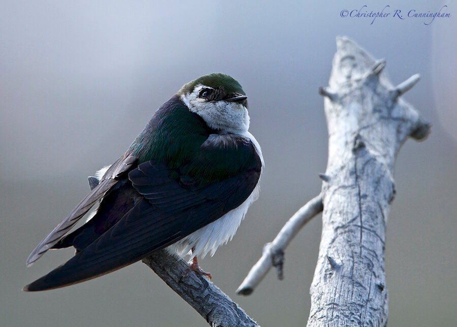 Violet-green Swallow, Yellowstone National Park, Wyoming