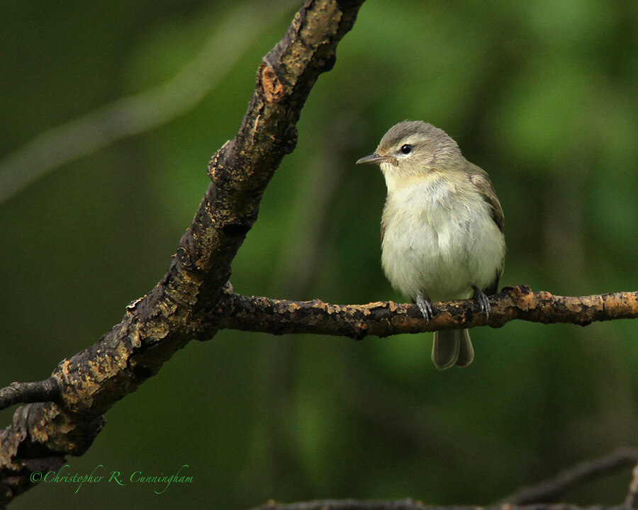 Warbling Vireo, Beaver Meadows, Rocky Mountain National Park, Colorado.