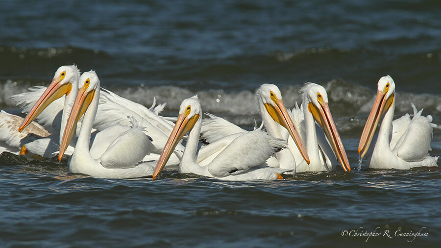 American White Pelicans Discover a School of Fish, East Beach, Galveston Island, Texas