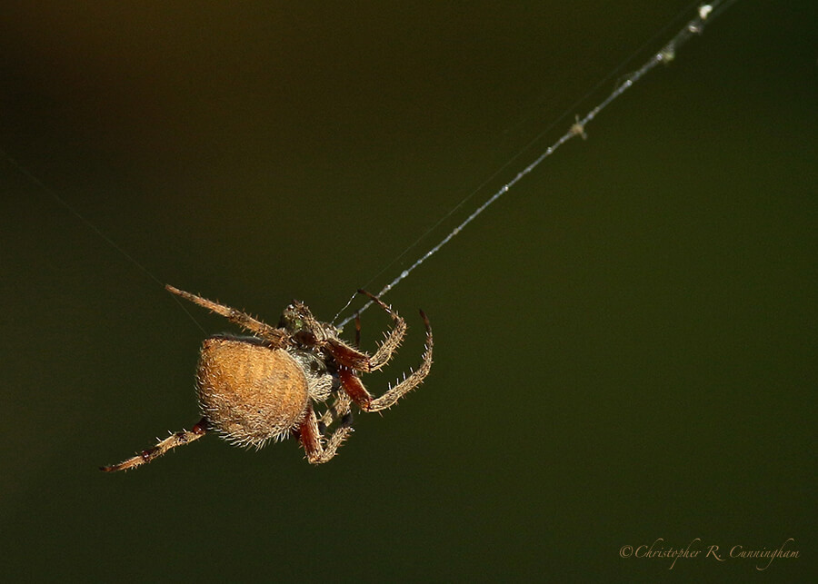 A Barn Spider Consumes her own Web, Pilant Lake, Brazos Bend State Park, Texas
