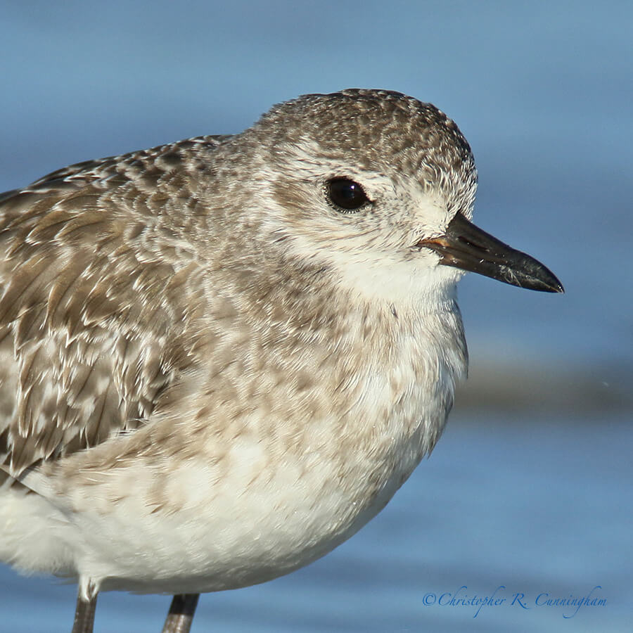 Portrait: Black-bellied Plover, East Beach, Galveston Island, Texas