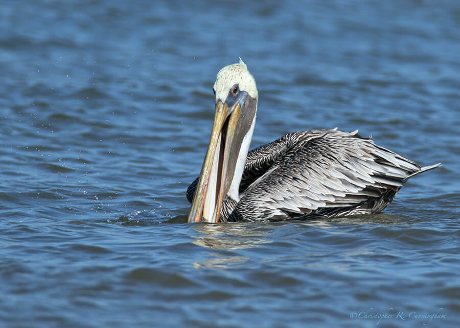 A Brown Pelican Manipulates a Fish into Swallowing Position, near Frenchtown Road, Bolivar Peninsula, Texas
