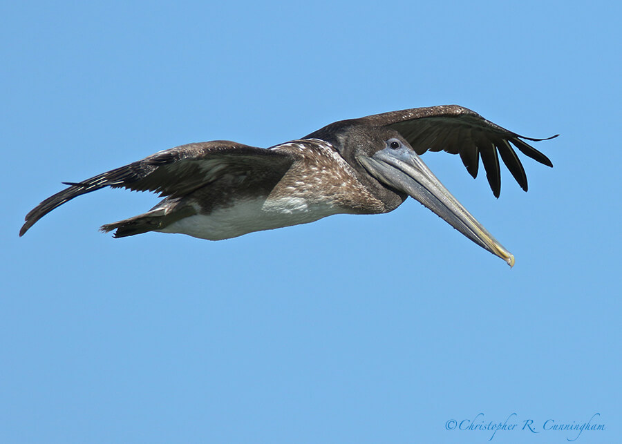 Juvenile Brown Pelican in Flight, near Frenchtown Road, Bolivar Peninsula, Texas