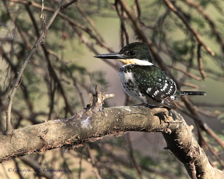 Green Kingfisher, World Birding Center, Edinburg, Texas