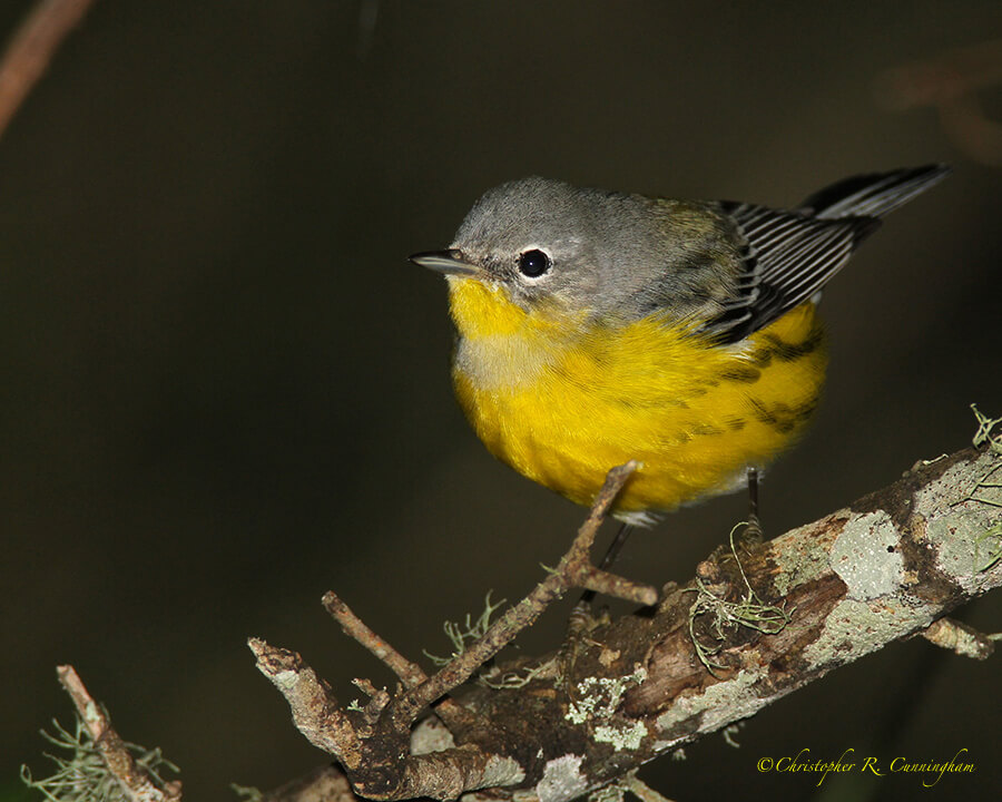 Magnolia Warbler, Lafitte's Cove, Galveston Island, Texas