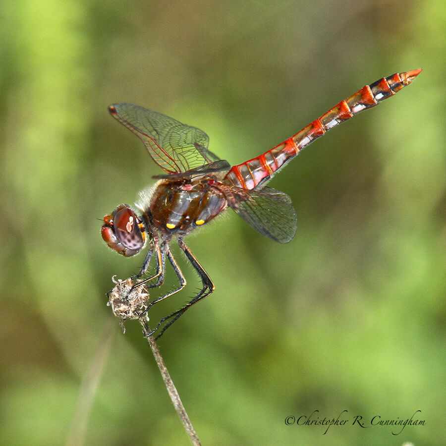 Male Variegated Meadowhawk dragonfly, Lafitte's Cove, Galveston Island, Texas