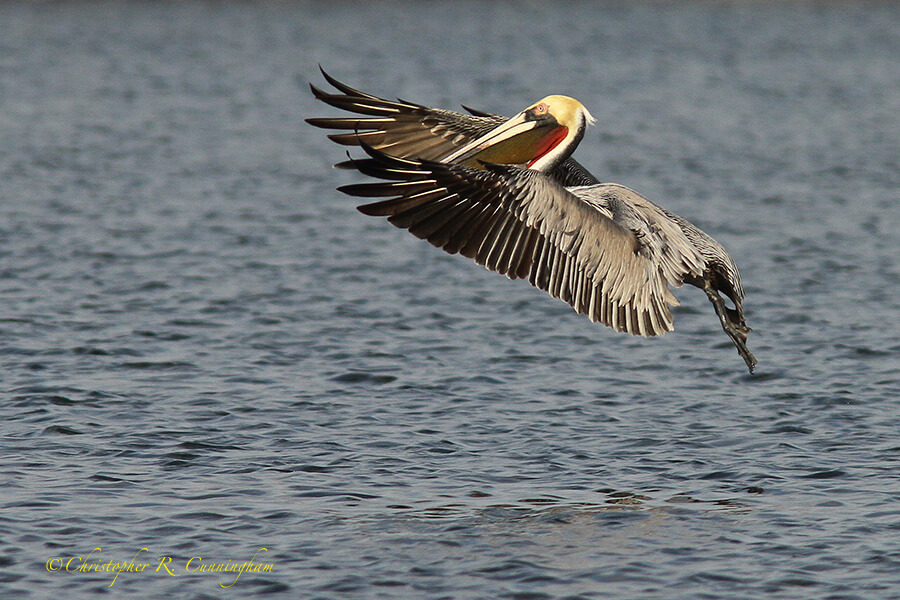 A Pacific Brown Pelican Comes in for a Landing, Offatt's Bayou, Galveston Island, Texas