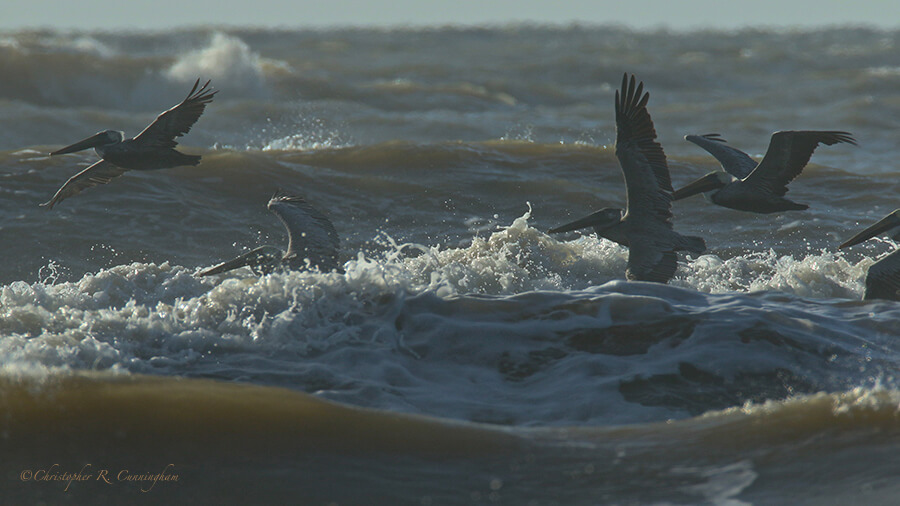 Pelicans Soar Above Turbulent Seas, Bryan Beach, Texas