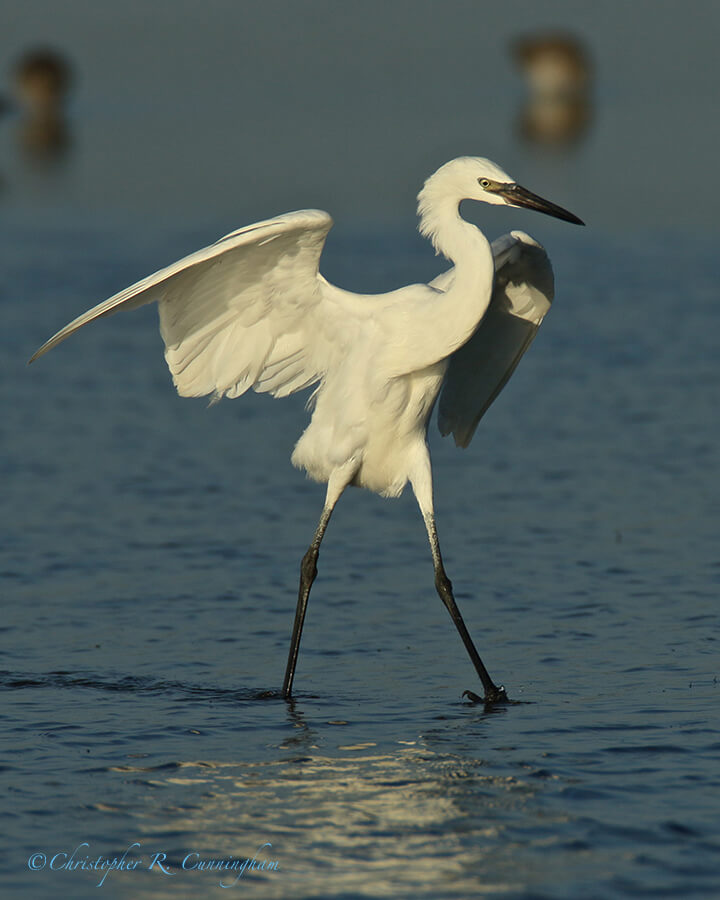 Reddish Egret (White Morph), near Bryan Beach, Texas