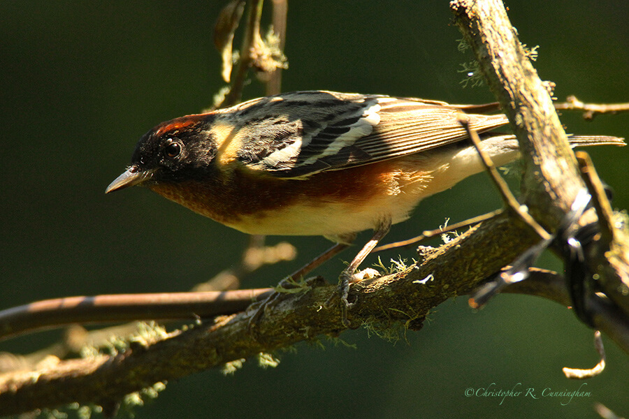 Bay-breasted Warbler, Lafitte's Cove, Galveston island, Texas