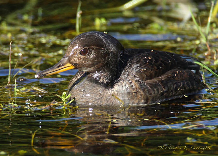 Female Hooded Merganser, Paradise Pond, Port Aransas, Mustang Island, Texas.