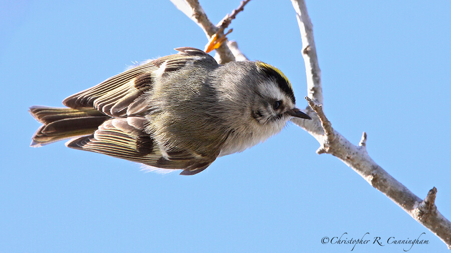 Golden-crowned Kinglet, Skillern Tract, Anahuac National Wildlife Refuge, Texas