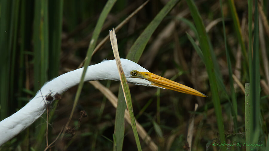 A Great Egret Hunts Green Treefrogs, Pilant Lake, Brazos Bend State Park, Texas