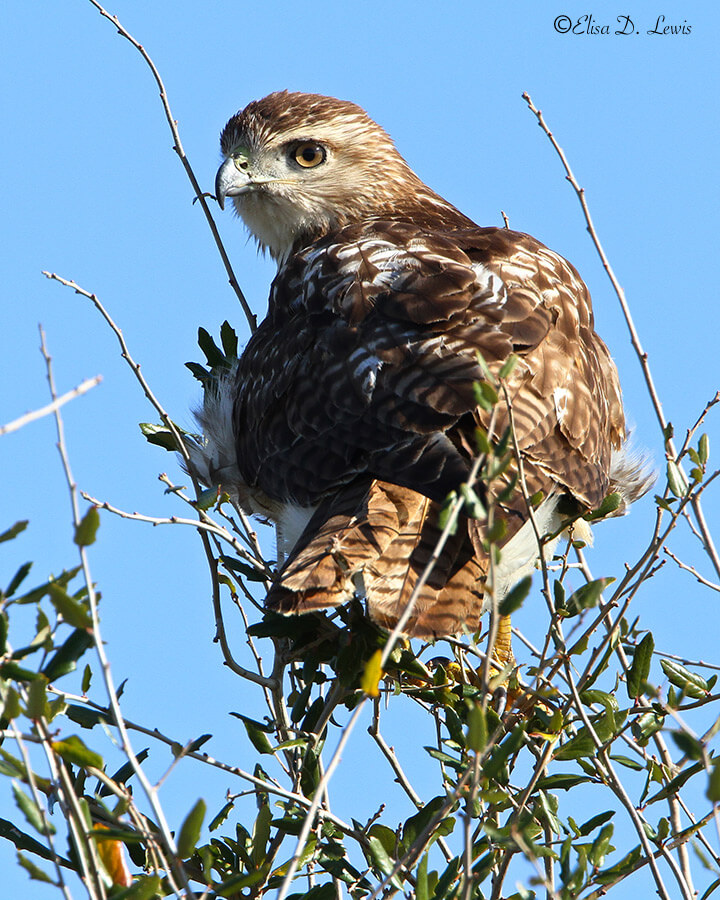 Young Red-tailed Hawk, Anahuac National Wildlife Refuge, Texas