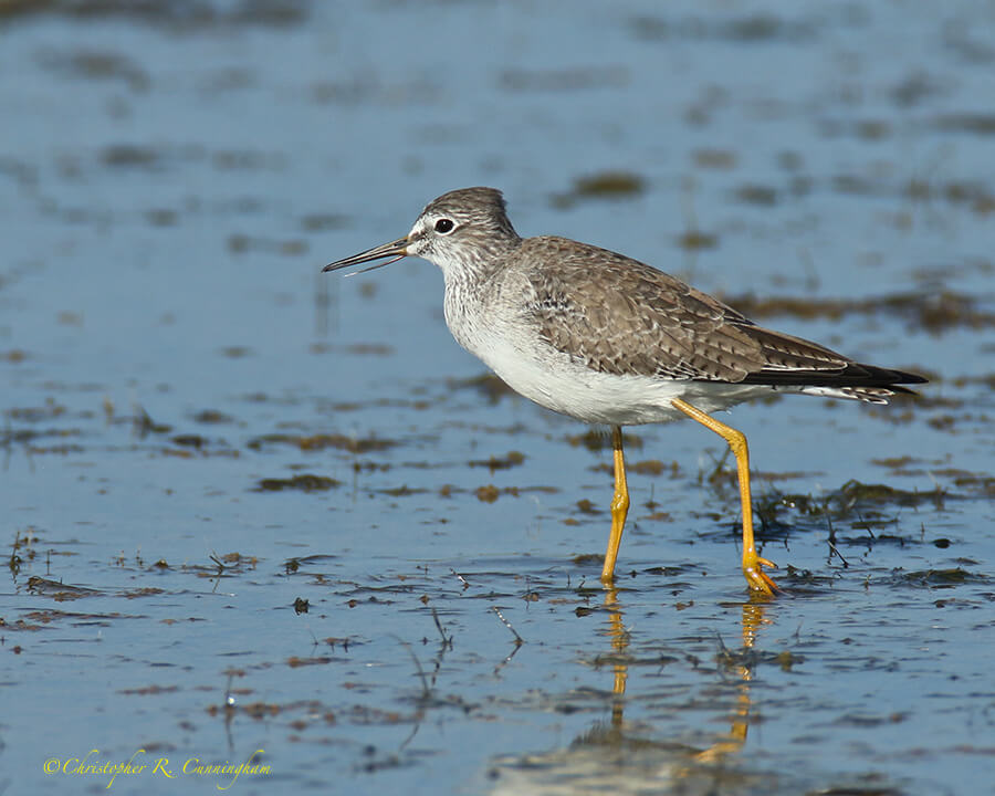 Injured Yellowlegs, lagoon near Bryan Beach, Texas