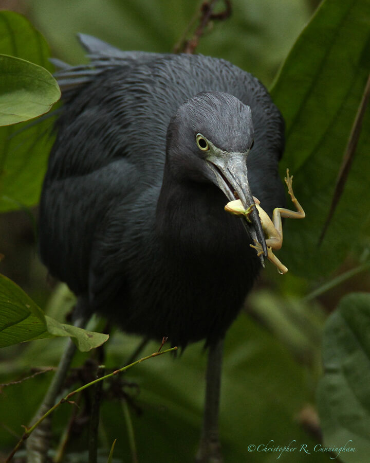 Little Blue Heron With Tree Frog, Pilant Lake, Brazos Bend State Park, Texas