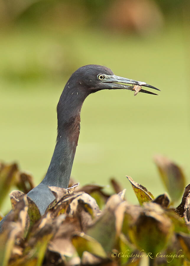 Little Blue Heron with Orthopteran (Grasshopper), Elm Lake, Brazos Bend State Park, Texas