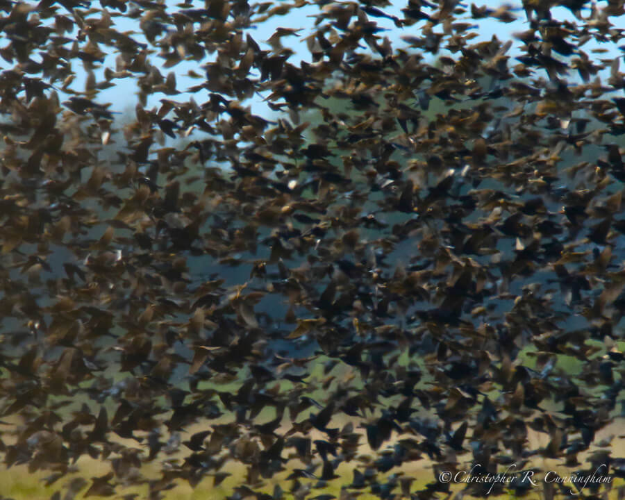 Flock of Blackbirds and Starlings, Fort Bend County, Texas