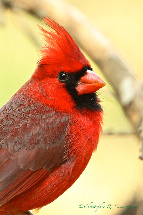 Male Northern Cardinal, Santa Ana National Wildlife Refuge, Rio Grande Valley, Texas