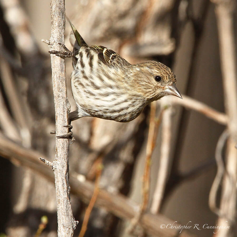 Pine Siskin, Portal, Arizona