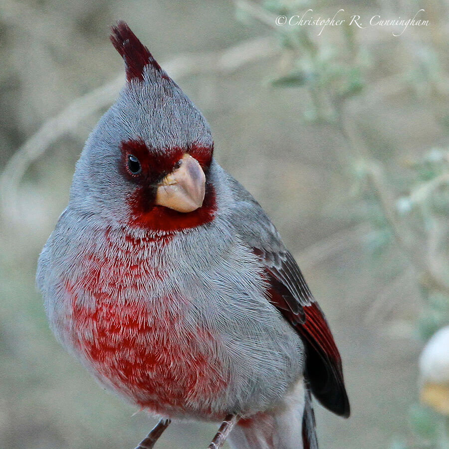 Pyrrhuloxia, Franklin Mountains State Park, Texas