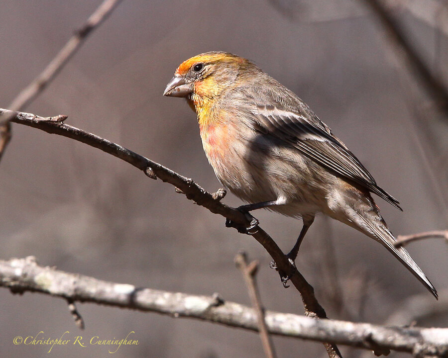 House Finch with Yellow, Houston, TX