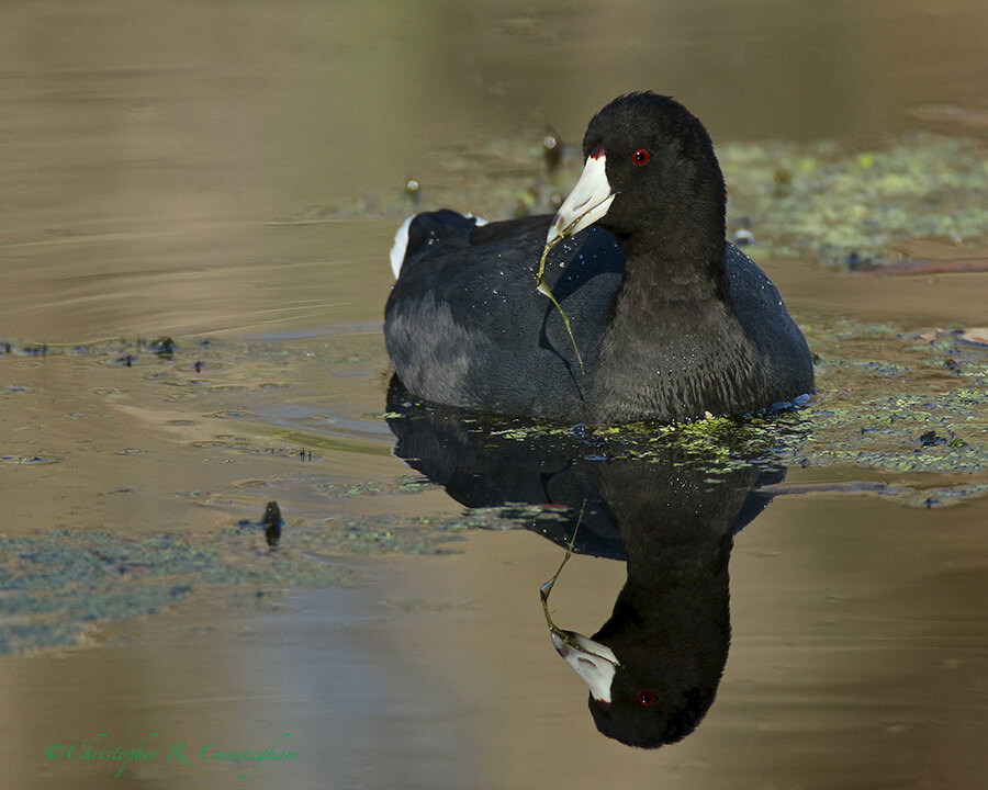 An American Coot Forages for Aquatic Plants, Pilant Lake, Brazos Bend State Park, Texas