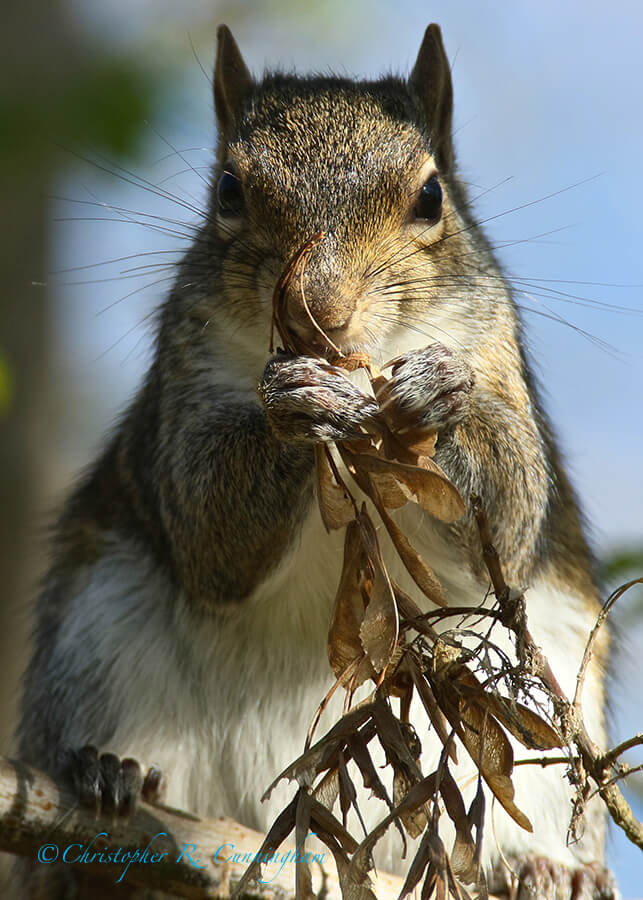 A Gray Squirrel Munches Maple Seeds, near Elm Lake, Brazos Bend State Park, Texas