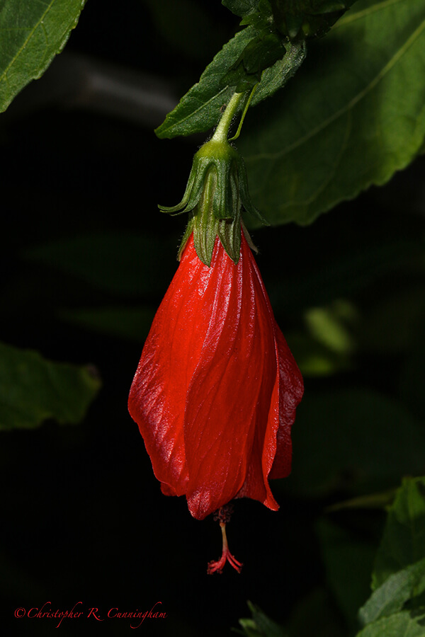 Mexican Turk's Cap, Quintana, Texas