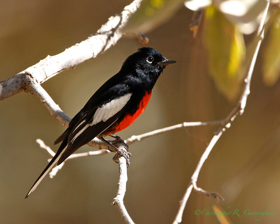 Painted Redstart, Cave Creek Canyon, Arizona