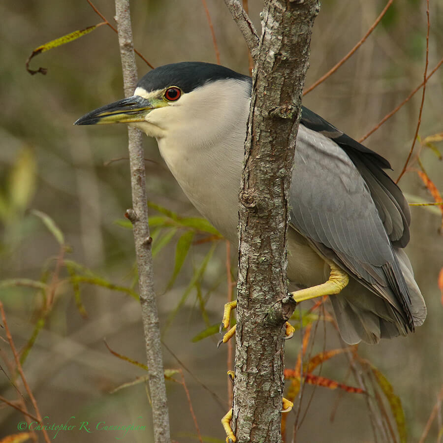 A Black-crowned Night-Heron Surveys Elm Lake, Brazos Bend State Park, Texas