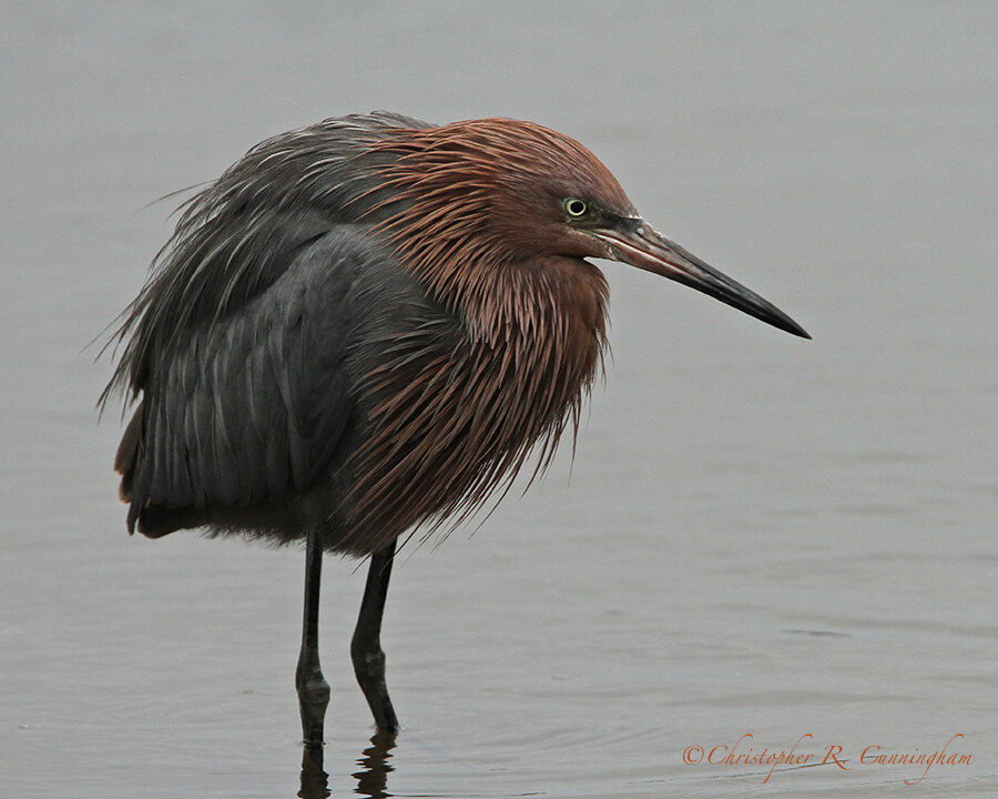 Reddish Egret in the Fog, South Padre Island Birding Center, Texas