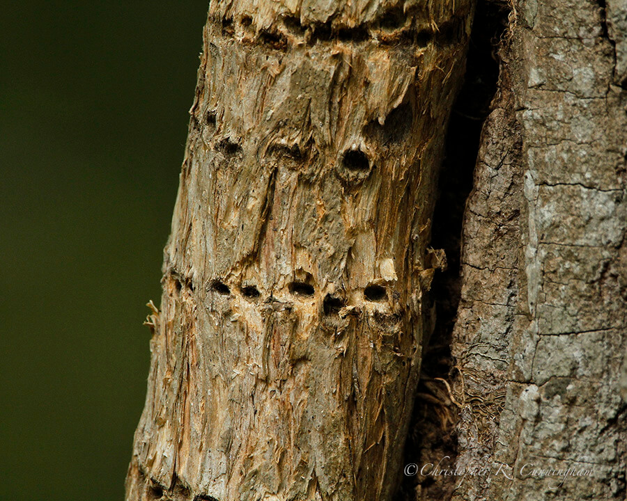 Sapsucker holes, Stephen F. Austin State Park, Texas