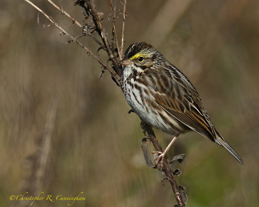 Savannah Sparrow, Anahuac National Wildlife Refuge, Texas