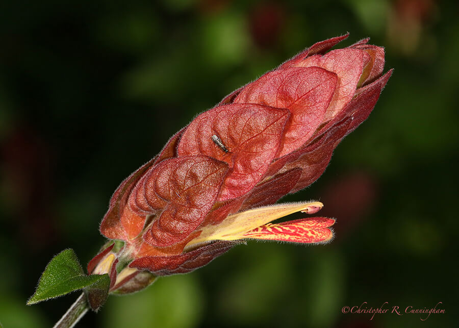 Shrimp plant, Quintana, Texas