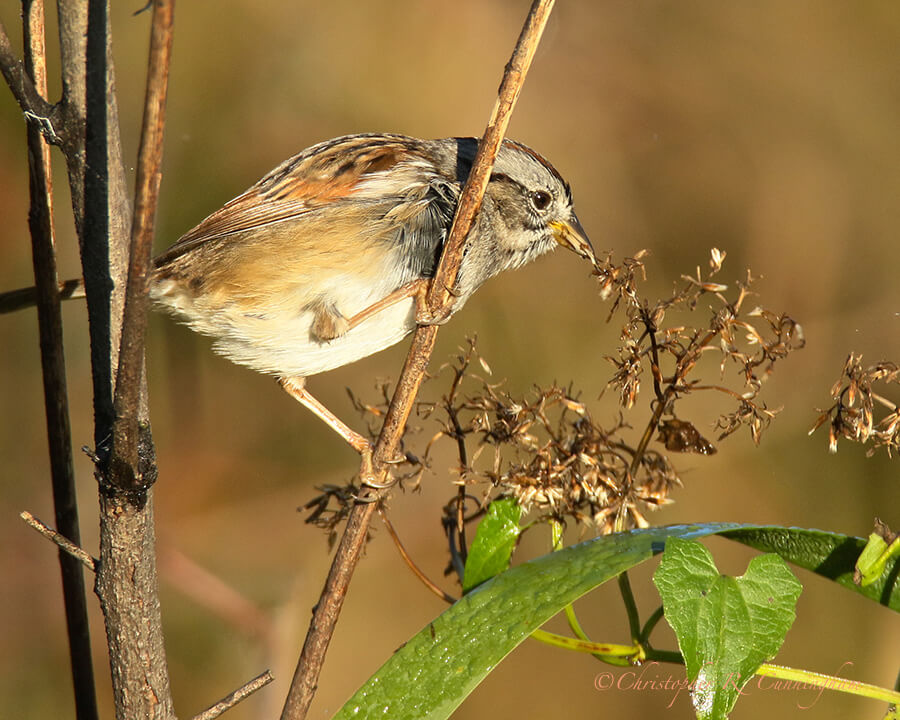 A Swamp Sparrow Plucks Seeds from a Plant, Pilant Lake, Brazos Bend State Park, Texas