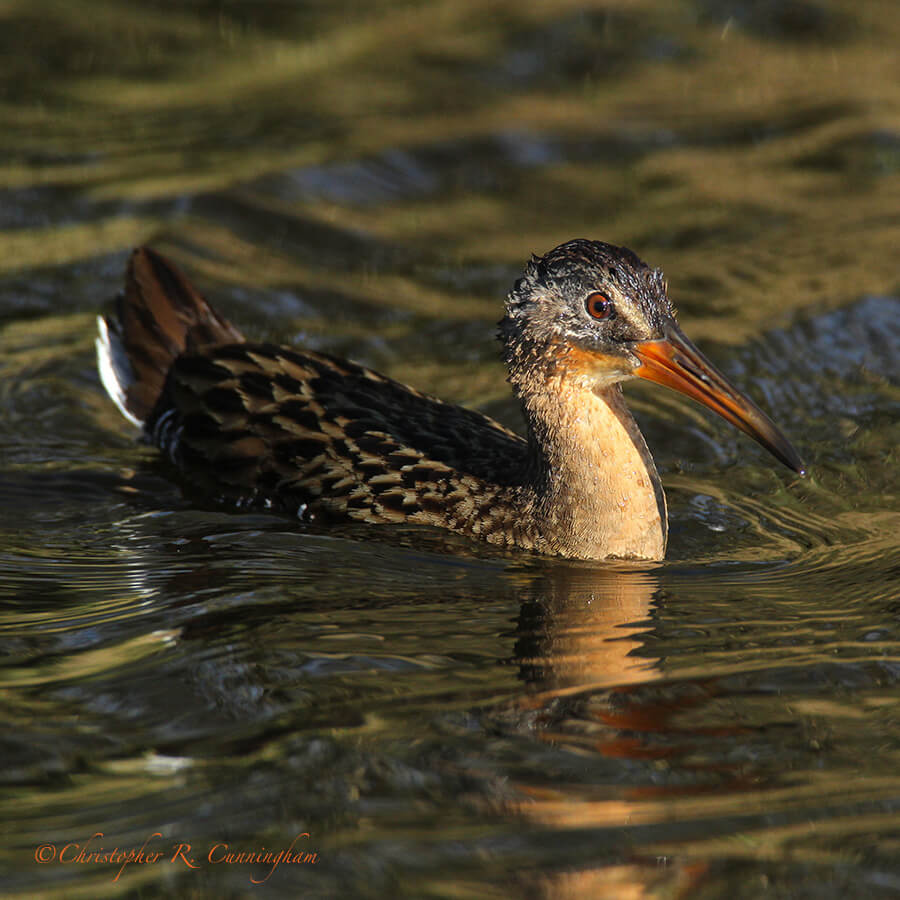 Swimming Clapper Rail, Anahuac National Wildlife Refuge, Texas