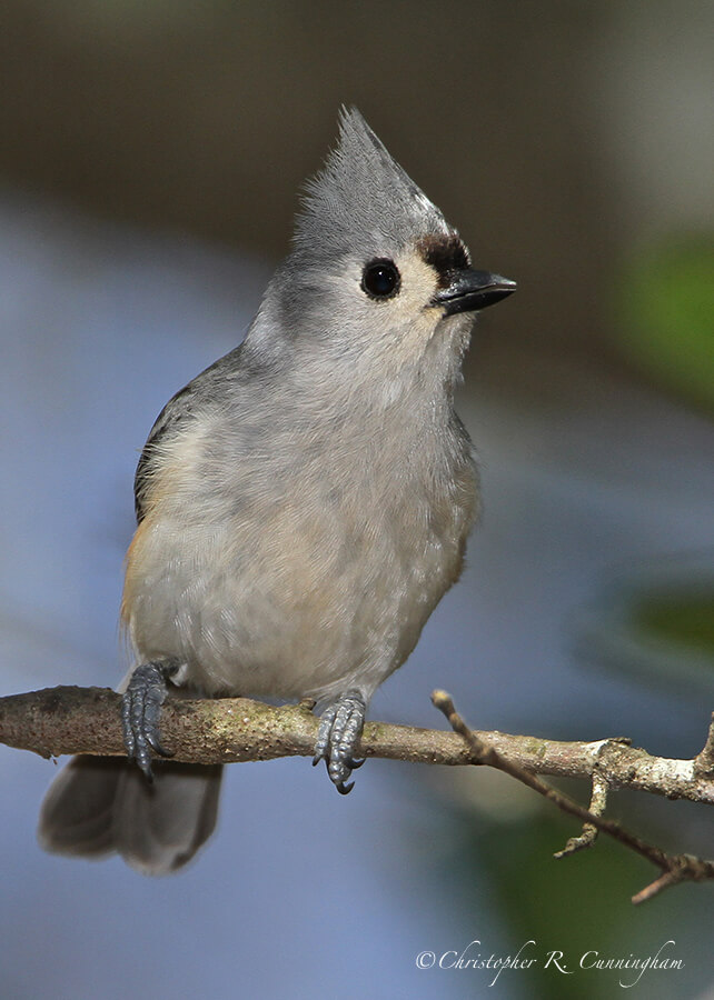 Tufted Titmouse, Edith L. Moore, Texas