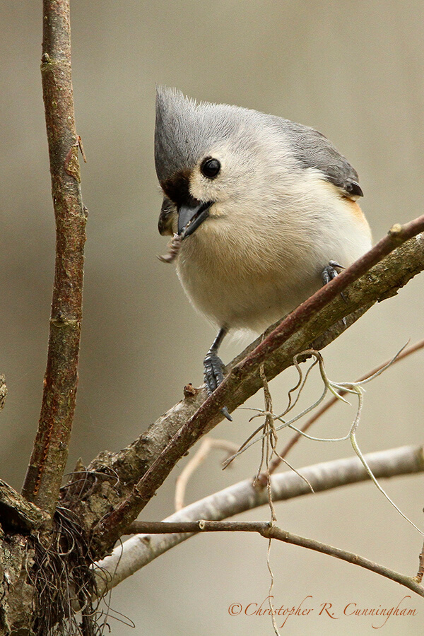 Tufted Titmouse with Caterpillar, Brazos Bend State Park, Texas