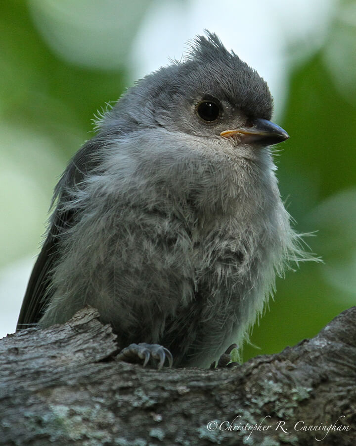 Tufted Titmouse Chick, Edith L. Moore, Texas