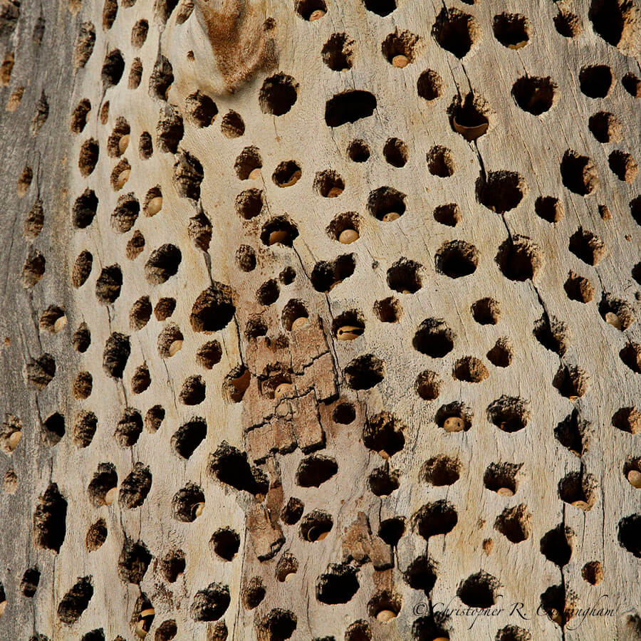 Acorn Woodpecker Larder, Portal, Arizona