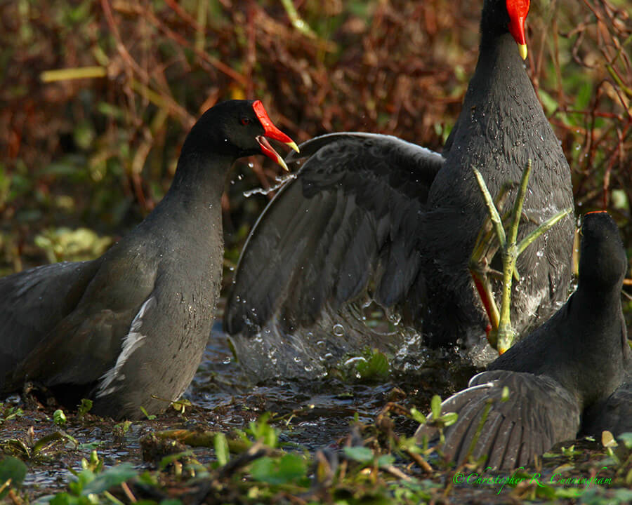 Battling Moorhens, Pilant Lake, Brazos Bend State Park, Texas