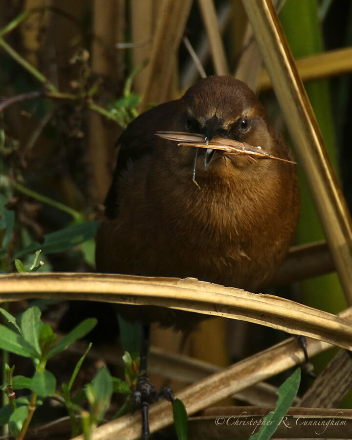 Female Boat-tailed Grackle with Orthopteran, Piland Lake, Brazos Bend State Park, Texas