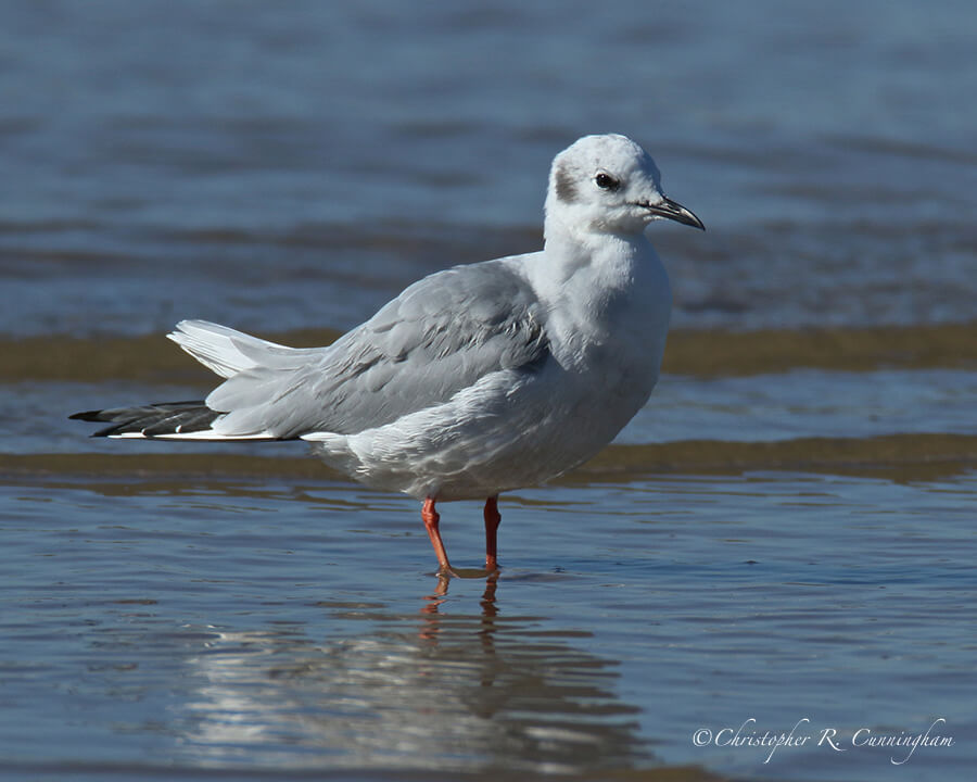 Bonaparte's Gull, Surfside Jetty Park, Texas.