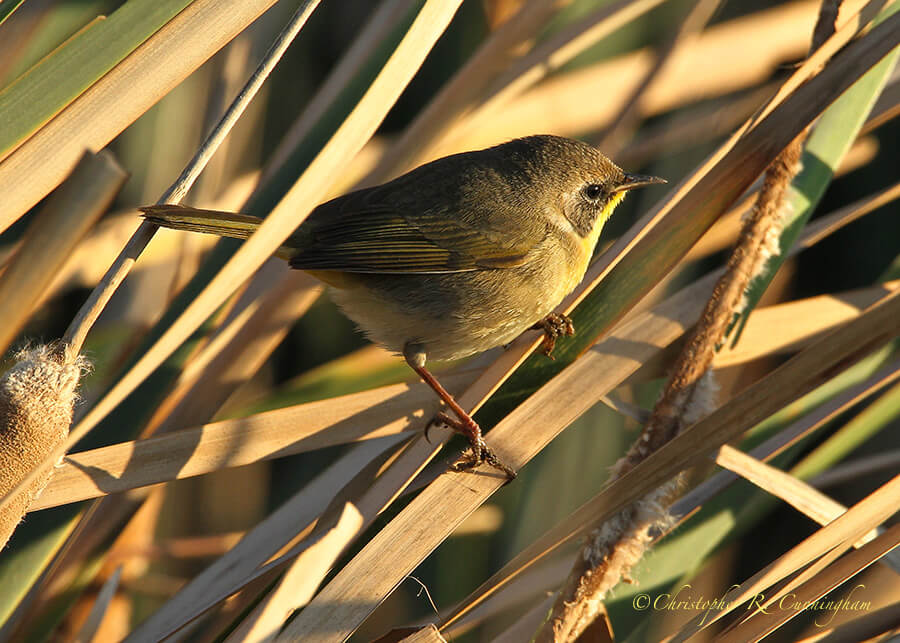Common Yellowthroat, South Padre Island Birding Center, Texas