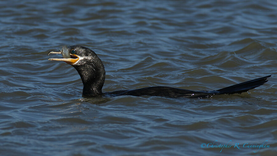 Cormorant with fish, Frenchtown Road, Bolivar Peninsula, Texas